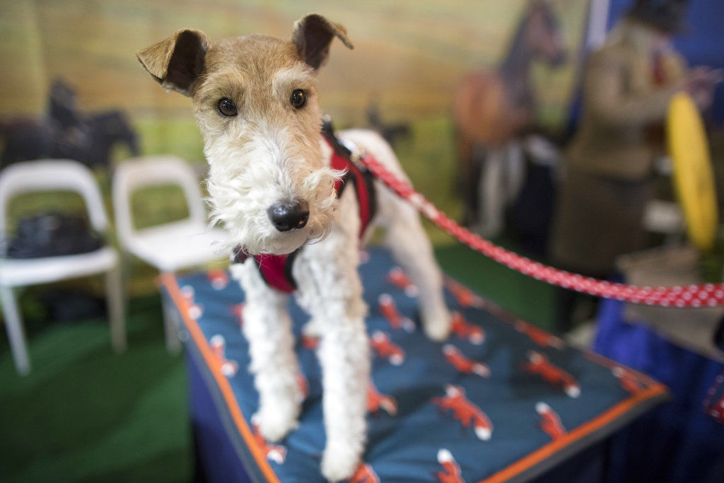 Westminster Dog Show